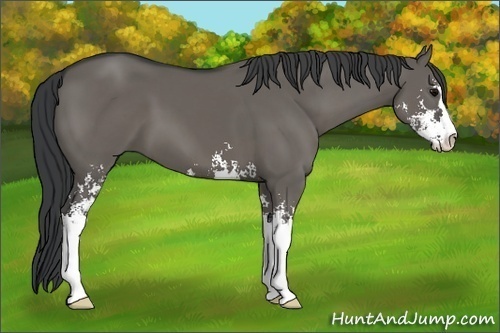 Horse Color:Grullo Sabino 