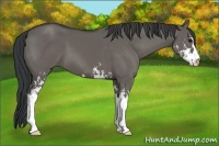 Horse Color:Grullo Sabino