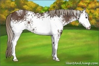 Horse Color:White Spotted Liver Chestnut 
