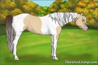 Horse Color:Amber Champagne Dun Tobiano Frame