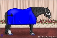 Horse Color:Black Sabino 