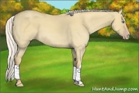 Horse Color:Silver Classic Cream Champagne Dun