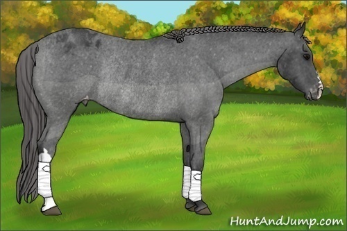 Horse Color:Black Appaloosa Rabicano 