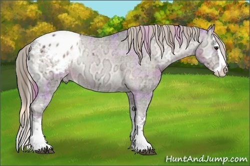 Horse Color:Plaid Liver Red Onyx Ice Splash Appaloosa