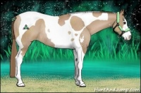 Horse Color:Black Pearl Sabino Tobiano Rabicano