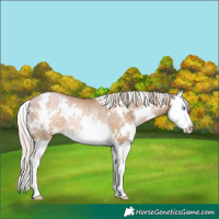 Horse Color:White Spotted Chocolate Palomino Pearl Splash Rabicano