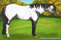 Horse Color:Buckskin Snowcap 