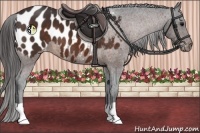 Horse Color:Brown Appaloosa