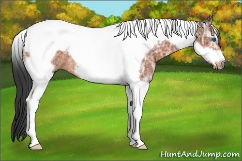 Horse Color:Bay Ice Tobiano Frame Rabicano 