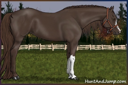 Horse Color:Liver Chestnut 