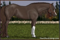Horse Color:Liver Chestnut 