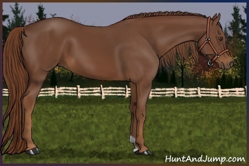 Horse Color:Chestnut 