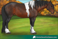 Horse Color:Brown Tobiano 