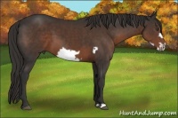 Horse Color:Liver Chestnut Frame