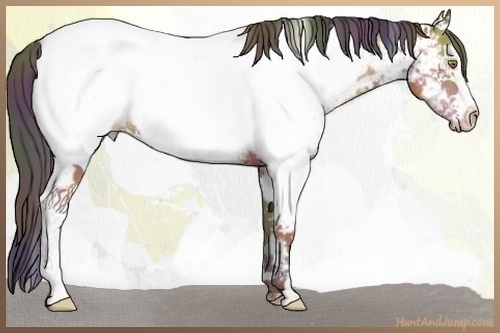 Horse Color:Nacre White Spotted Sable Champagne Near Fewspot 