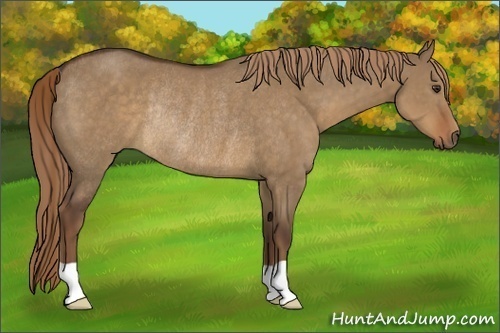 Horse Color:Liver Red Dun Rabicano 