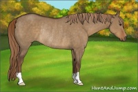 Horse Color:Liver Red Dun Rabicano 