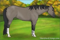 Horse Color:Grullo