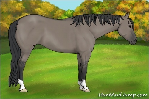 Horse Color:Grullo 