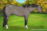 Horse Color:Grullo