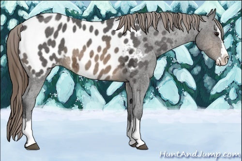 Horse Color:Buckskin Ice Roan Splash Appaloosa 