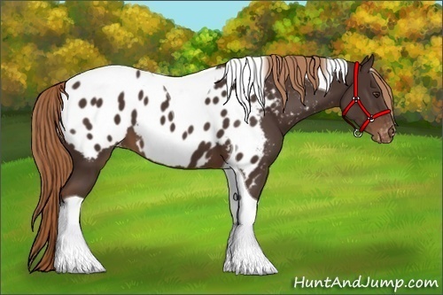 Horse Color:Liver Chestnut Tobiano Blanket