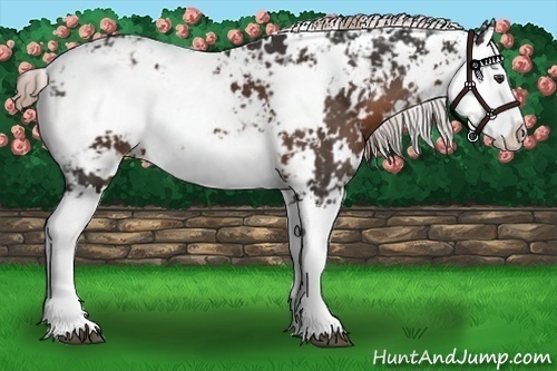 Horse Color:Liver Chestnut Sabino Splash 