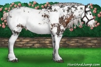 Horse Color:Liver Chestnut Sabino Splash 