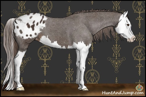 Horse Color:Liver Chestnut Splash Appaloosa