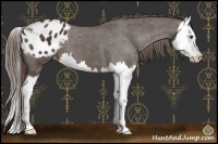 Horse Color:Liver Chestnut Splash Appaloosa 