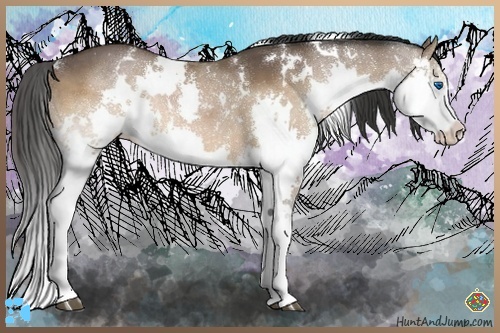 Horse Color:White Spotted Bay Splash Rabicano