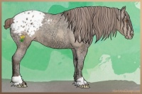 Horse Color:Sable Champagne Ice Sabino Blanket 