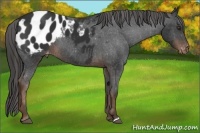 Horse Color:Liver Chestnut Appaloosa