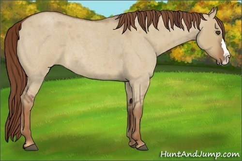 Horse Color:Red Dun Roan Splash Frame Rabicano 