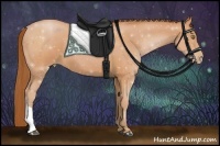 Horse Color:Bay Pearl 