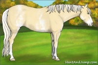 Horse Color:White Spotted Gold Cream Champagne 