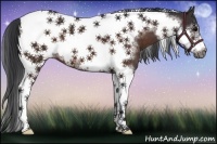 Horse Color:Bay Tobiano Frame