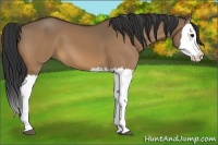 Horse Color:Bay Dun Splash 