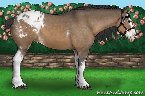 Horse Color:White Spotted Brown Dun Sabino Splash Varnish