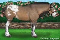 Horse Color:White Spotted Brown Dun Sabino Splash Varnish
