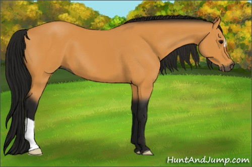 Horse Color:Gray Buckskin 