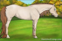 Horse Color:Buckskin Roan Pearl Sabino