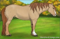 Horse Color:Red Dun Roan Splash Frame Rabicano 
