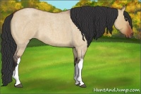Horse Color:Bay Roan Dun 