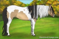Horse Color:Buckskin Dun Tobiano
