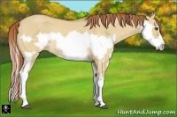 Horse Color:Red Dun Roan Splash Frame Rabicano 