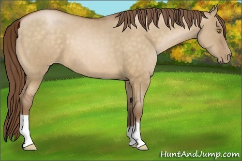 Horse Color:Bay Pearl Dun