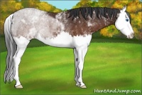 Horse Color:White Spotted Brown Splash Rabicano 