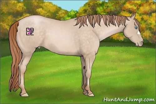 Horse Color:Buckskin Pearl 