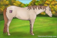 Horse Color:Buckskin Pearl 